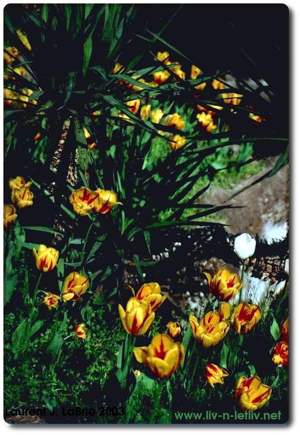 tulips in Padova, IT 2003